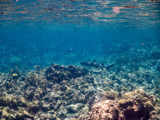 ネムリブカ,
ロウニンアジ,
英名学名科目：Whitetip reef shark, Triaenodon obesus, メジロザメ科,
Giant trevally, GT, Caranx ignobilis, アジ科,
美しいサンゴ礁と熱帯魚の群れ。
沖縄県島尻郡慶良間諸島座間味島嘉比島-2025/6/27
