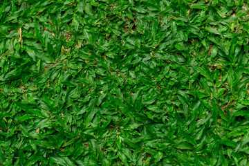 Green grass texture background. Top view of turf.