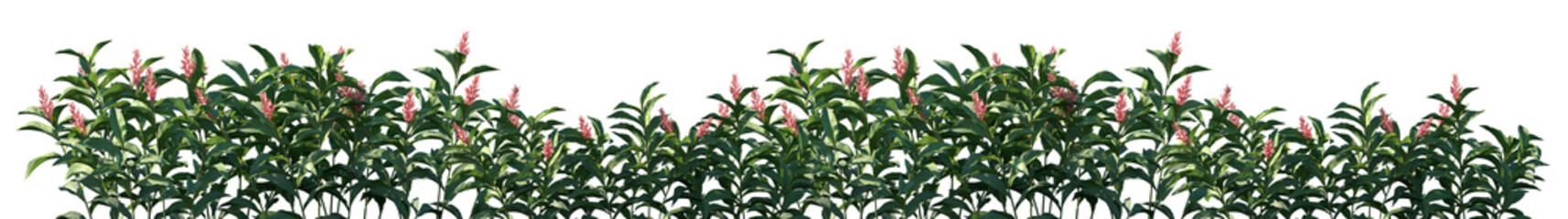 Set of Alpinia purpurata (commonly referred to as red ginger, ostrich plume and pink cone ginger) flowering frontal isolated png on a transparent background perfectly cutout