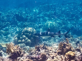 ネムリブカ,
ロウニンアジ,
英名学名科目：Whitetip reef shark, Triaenodon obesus, メジロザメ科,
Giant trevally, GT, Caranx ignobilis, アジ科,
美しいサンゴ礁と熱帯魚の群れ。
沖縄県島尻郡慶良間諸島座間味島嘉比島-2025/6/27
