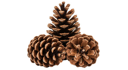 Isolated Pine Cones