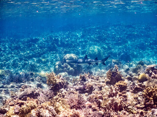 ネムリブカ,
ロウニンアジ,
英名学名科目：Whitetip reef shark, Triaenodon obesus, メジロザメ科,
Giant trevally, GT, Caranx ignobilis, アジ科,
美しいサンゴ礁と熱帯魚の群れ。
沖縄県島尻郡慶良間諸島座間味島嘉比島-2025/6/27
