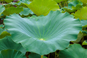 Beautiful lotus leaves in the pond early in the morning.