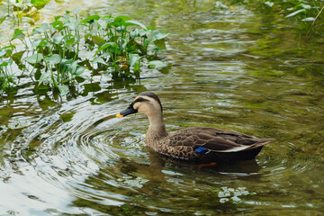 Single Duck Swimming in a Pond with Ripples