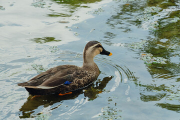 Oriental Spot-billed Duck Swimming in a Quiet Pond