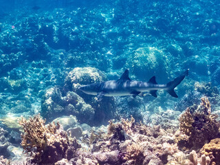 ネムリブカ,
ロウニンアジ,
英名学名科目：Whitetip reef shark, Triaenodon obesus, メジロザメ科,
Giant trevally, GT, Caranx ignobilis, アジ科,
美しいサンゴ礁と熱帯魚の群れ。
沖縄県島尻郡慶良間諸島座間味島嘉比島-2025/6/27
