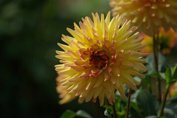 Obraz premium Dahlia jaune au jardin en été