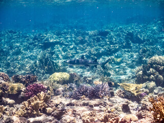 ネムリブカ,
ロウニンアジ,
英名学名科目：Whitetip reef shark, Triaenodon obesus, メジロザメ科,
Giant trevally, GT, Caranx ignobilis, アジ科,
美しいサンゴ礁と熱帯魚の群れ。
沖縄県島尻郡慶良間諸島座間味島嘉比島-2025/6/27
