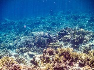ネムリブカ,
ロウニンアジ,
英名学名科目：Whitetip reef shark, Triaenodon obesus, メジロザメ科,
Giant trevally, GT, Caranx ignobilis, アジ科,
美しいサンゴ礁と熱帯魚の群れ。
沖縄県島尻郡慶良間諸島座間味島嘉比島-2025/6/27
