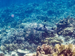 ネムリブカ,
ロウニンアジ,
英名学名科目：Whitetip reef shark, Triaenodon obesus, メジロザメ科,
Giant trevally, GT, Caranx ignobilis, アジ科,
美しいサンゴ礁と熱帯魚の群れ。
沖縄県島尻郡慶良間諸島座間味島嘉比島-2025/6/27
