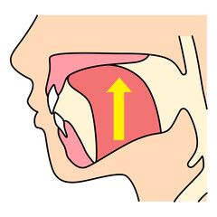 正しいミューイングの方法　適正な舌の位置と誤った舌の位置 © koti