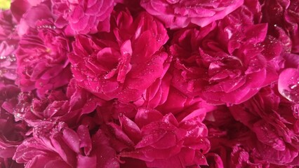 A profusion of deep pink rose blossoms, glistening with moisture, fill the frame.
