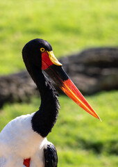 Close up of a saddle billed stork showing its distinctive features, including its colorful beak and dark plumage, against a blurred green background