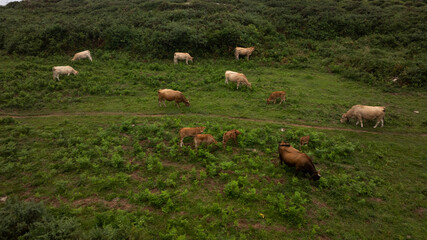 Cows and calves peacefully grazing on a vibrant green pasture in Asturias, Spain, creating a serene rural landscape