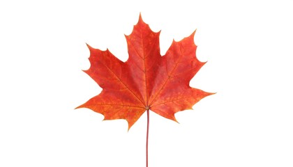Fototapeta premium Close-up view of a vibrant autumn maple leaf.