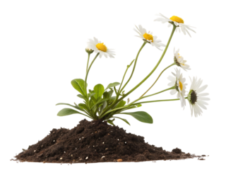 A cluster of white daisies with yellow centers growing from a mound of soil isolated on transparent background