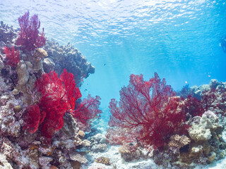 嘉比島の素晴らしいサンゴ礁の豪華な赤いイソバナ（イソバナ科：ソフトコーラル）の群生他
英名学名：Gorgonian Fields, Melithaea Flabellifera
美しいサンゴ礁と熱帯魚の群れ。
沖縄県島尻郡慶良間諸島座間味島嘉比島-2025/6/27
