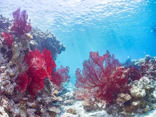 Gardinen Korallentiere 嘉比島の素晴らしいサンゴ礁の豪華な赤いイソバナ（イソバナ科：ソフトコーラル）の群生他 英名学名：Gorgonian Fields, Melithaea Flabellifera 美しいサンゴ礁と熱帯魚の群れ。 沖縄県島尻郡慶良間諸島座間味島嘉比島-2025/6/27   © d3_plus