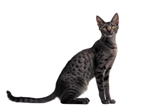 Elegant spotted oriental cat sitting gracefully with a curious and attentive gaze on transparent background