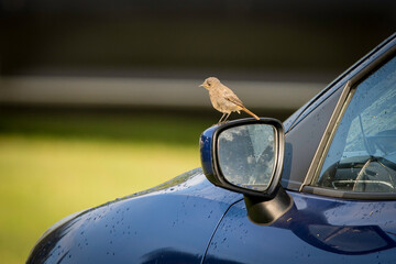 lusterko © Jaroslaw