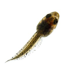 Tadpole, side view, isolated on white