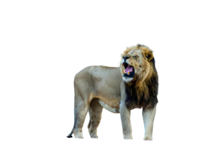Front Facing Majestic Lion Roaring, Detailed Mane, Isolated on Transparent Background PNG