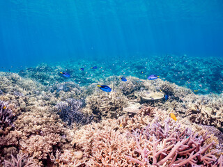 ナンヨウハギ
Palette surgeonfish, Fragtail surgeonfish, Paracanthurus hepatus, ニザダイ科,
デバスズメダイ, Blue green damselfish, Chromis viridis, Blue green chromis, スズメダイ科,
美しいサンゴ礁と熱帯魚の群れ。
沖縄県島尻郡慶良間諸島座間味島安室島-2025/6/