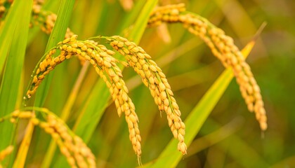 Golden rice stalks display vibrant hues suitable for agricultural, harvest, autumn, farming, food, and seasonal concepts, ideal for advertising and editorial purposes.
