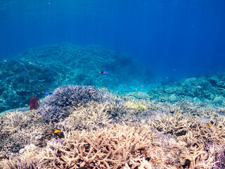ナンヨウハギ
Palette surgeonfish, Fragtail surgeonfish, Paracanthurus hepatus, ニザダイ科,
デバスズメダイ, Blue green damselfish, Chromis viridis, Blue green chromis, スズメダイ科,
美しいサンゴ礁と熱帯魚の群れ。
沖縄県島尻郡慶良間諸島座間味島安室島-2025/6/