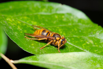 森の青葉上で小休止する愛らしいキイロスズメバチ（メス・自然環境下昆虫類ストロボマクロ撮影）