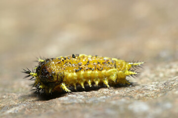 黒い棘と黄色い体色のヒメクロイラガ蛾幼虫腹部側アップ（自然環境下昆虫類ストロボマクロ撮影）