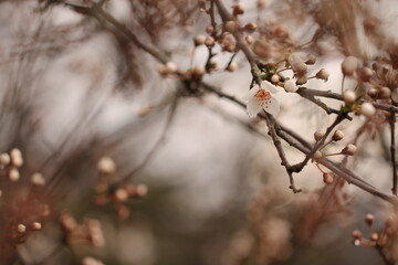 blooming cherry tree
