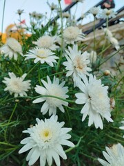 Fototapeta premium Argyranthemum frutescens flowers are commonly known as marguerite flowers.