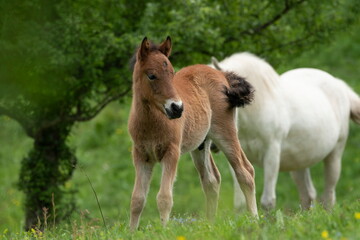 Obraz premium A beautiful foal on a green meadow 