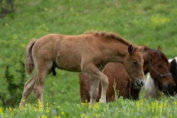 Fototapeta premium A beautiful foal on a green meadow 