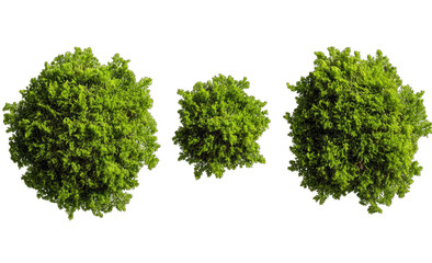 Obraz premium Three circular, dense green plants, different sizes, top-down view
