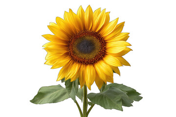 Fototapeta premium Vibrant sunflower in close-up