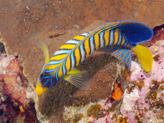 ニシキヤッコ
英名学名科目：Regal angelfish, Pygoplites diacanthus, キンチャクダイ科
美しいサンゴ礁と熱帯魚の群れ。
沖縄県島尻郡慶良間諸島座間味島安室島-2025/6/27
