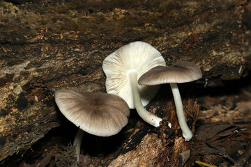 梅の木に若くて小さいウズラタケキノコの管孔面アップ（自然環境下菌・キノコ類マクロ撮影）