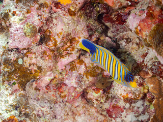 ニシキヤッコ
英名学名科目：Regal angelfish, Pygoplites diacanthus, キンチャクダイ科
美しいサンゴ礁と熱帯魚の群れ。
沖縄県島尻郡慶良間諸島座間味島安室島-2025/6/27
