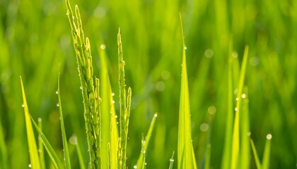 Closeup photo of bright green rice stalks with water droplets, perfect for agriculture or naturerelated designs. Agricultural, nature, farm, rice, green, water droplets, crop, field, closeup