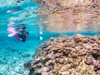 素晴らしいサンゴ礁の美しいデバスズメダイ（スズメダイ科）の群れ他。
水面にはスキンダイバーも泳いでいる。
半水面撮影。
沖縄県島尻郡慶良間諸島座間味島嘉比島-2025/6/27
