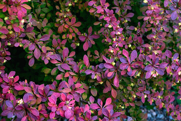 Bushes of decorative Barberry Thunberg for landscape design