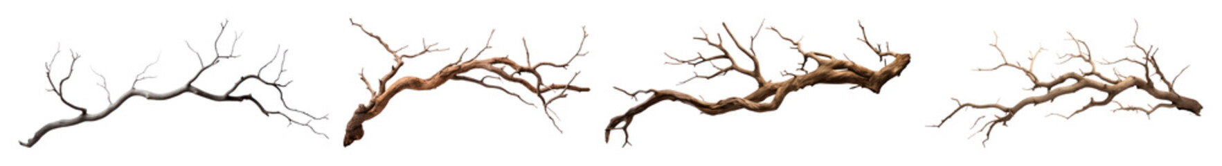 Fototapeta premium PNG Decorative natural dry tree branches, element set on transparent background