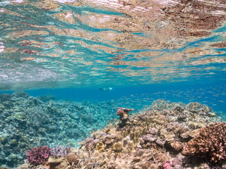 素晴らしいサンゴ礁の美しいデバスズメダイ（スズメダイ科）の群れ他。
水面にはスキンダイバーも泳いでいる。
半水面撮影。
沖縄県島尻郡慶良間諸島座間味島嘉比島-2025/6/27
