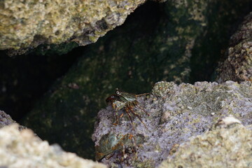 A crab at a rocky coastline in Bimma in Oman