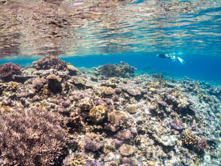 素晴らしいサンゴ礁の美しいデバスズメダイ（スズメダイ科）の群れ他。
水面にはスキンダイバーも泳いでいる。
半水面撮影。
沖縄県島尻郡慶良間諸島座間味島嘉比島-2025/6/27
