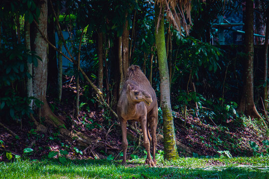 Close-Up Camel in Desert Landscape with Sunlight and Trees at Malaysia