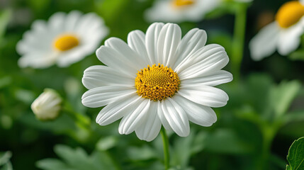 Fototapeta premium Close-up of a White Daisy Flower
