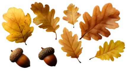 Oak leaves and acorns isolated transparent background PNG featuring autumn botanical elements for seasonal themes